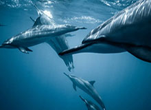 首秀小胜就不亏 杨瀚森:打得好不好看评论就知道